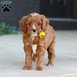 Mr. Bentley, Cavapoo Puppy